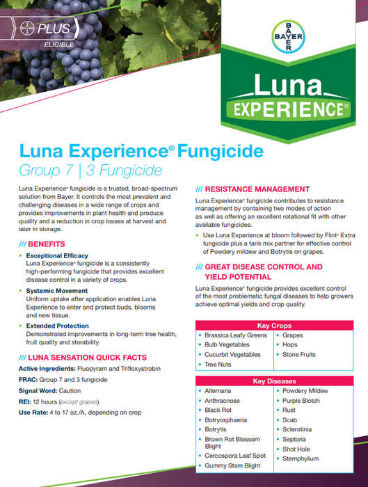 Luna Experience