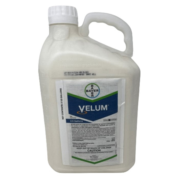 Velum